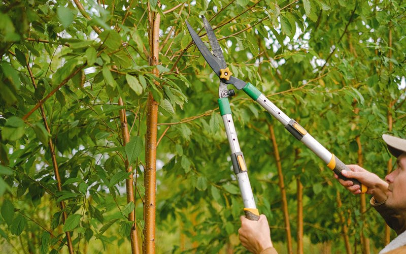 Tree trimming in Zebulon, NC